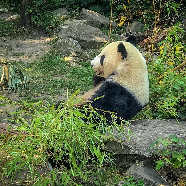 vladlet's tweet photo. #vienna #austria #zoo #panda 🐼 https://t.co/bCs101gWmL https://t.co/iKJvmh8ZZ9