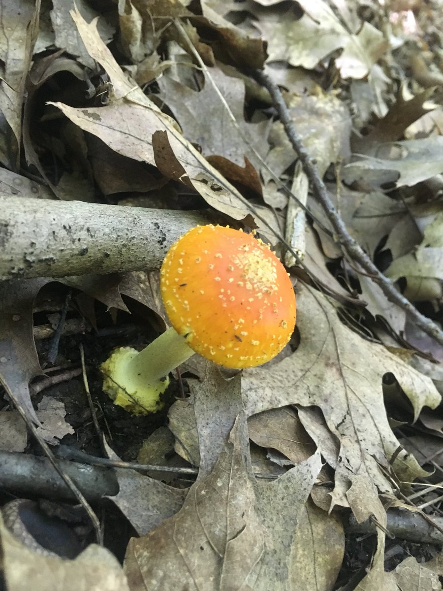 savanalipps's tweet photo. I came for the plants but stayed for the fungi ππ Some beautiful finds from my first visit to @mnarboretum π² #Agarics #SlimeMold #ShelfFungi #InkyCaps https://t.co/I4nBXmlV4U