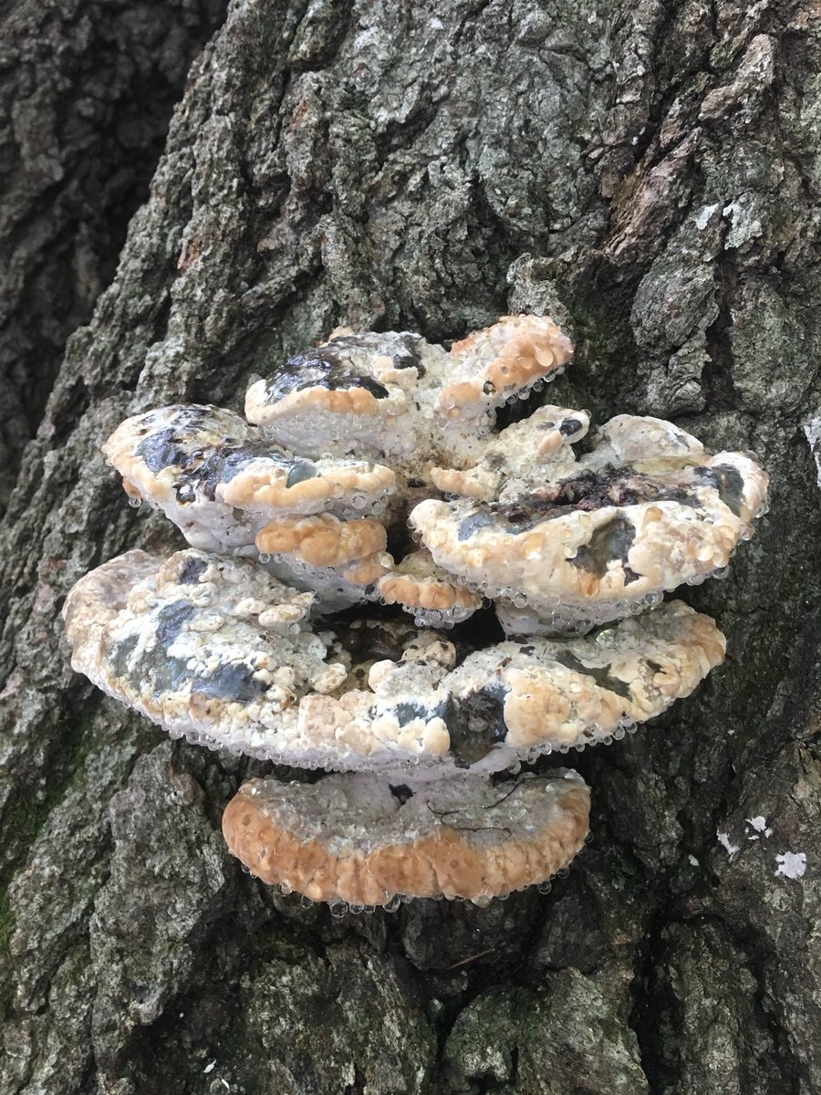 savanalipps's tweet photo. I came for the plants but stayed for the fungi ππ Some beautiful finds from my first visit to @mnarboretum π² #Agarics #SlimeMold #ShelfFungi #InkyCaps https://t.co/I4nBXmlV4U