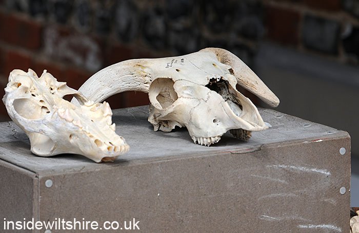 InsideWiltshire's tweet image. Lots of #archaeology fun this weekend at @SalisburyMuseum including a new #PhilHarding dig. Gallery: bit.ly/2zUJFb4 #FestivalofArchaeology #Salisbury