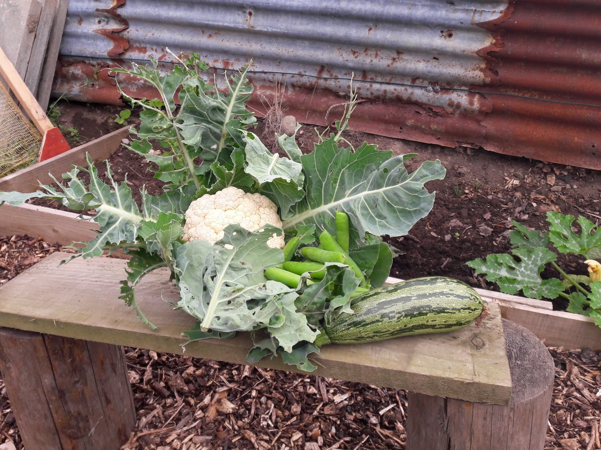 MarionMalcolm2's tweet image. Veg from Macmillan MoveMore allotment this morning @MoveMoreABDN 😊