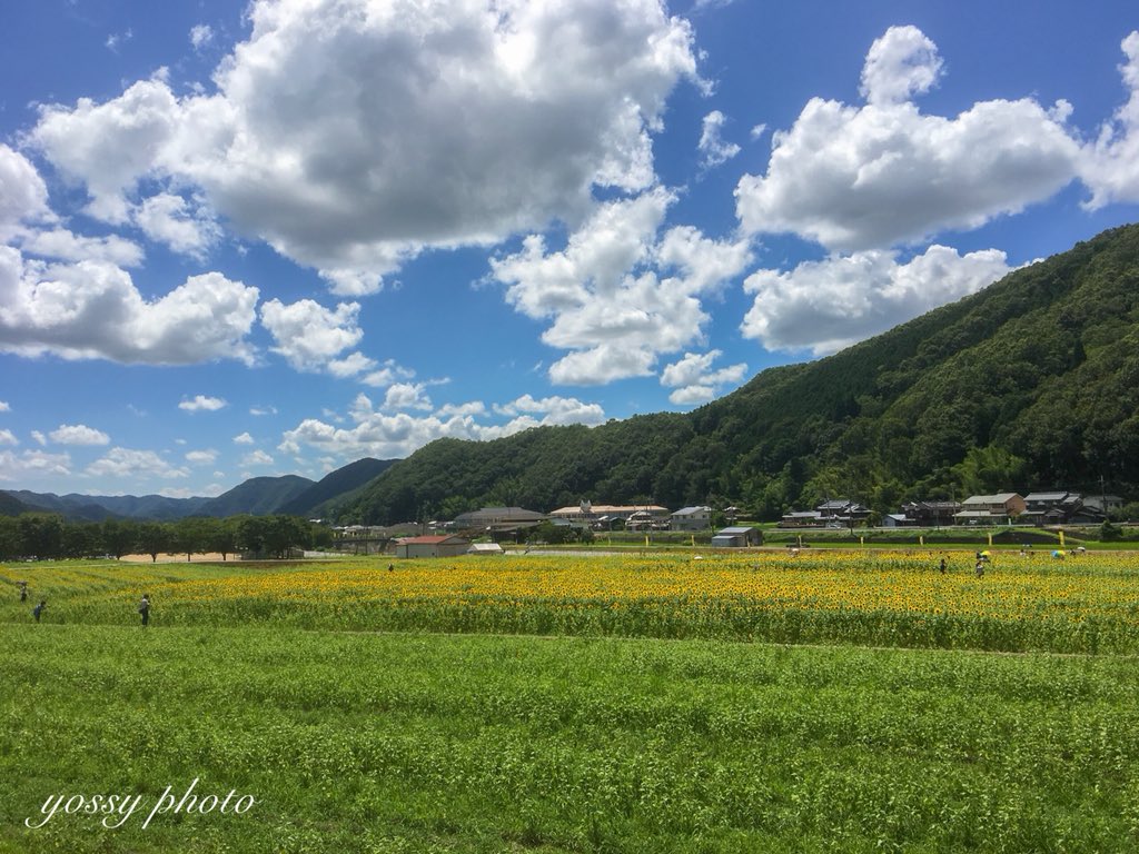 ট ইট র 佐用町ひまわり畑 হ য শট য গ