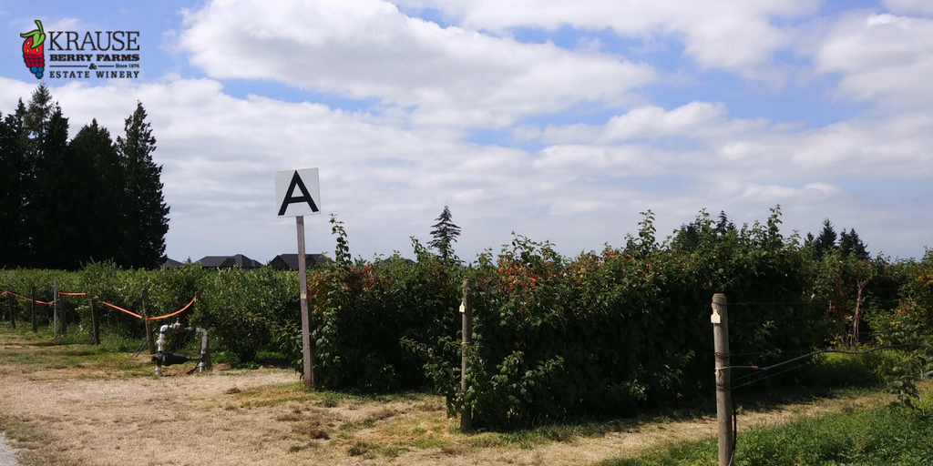 bcraspberries's tweet photo. @KrauseBerryFarm has had a wonderful season of #bcraspberries ... what are you going to do with all those sweet, delicious berries you got from them? Jam, freeze them? Tweet us back! https://t.co/S831m9Li8L
