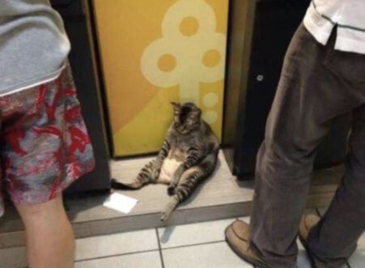 ChillMormons's tweet image. When you’re a returned missionary, tall, nice, temple worthy, active in ur church calling, got a car &amp;amp; a job and she still don’t want you