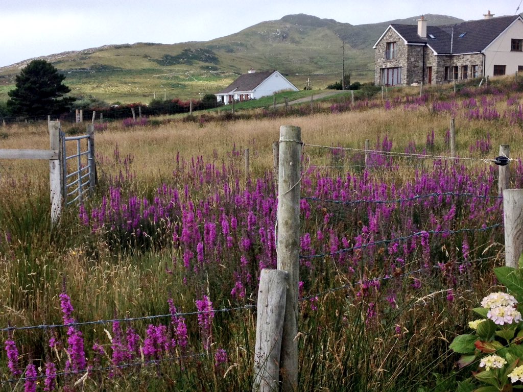 todayInIreland's tweet photo. Most beautiful marathon (half or ultra) in Ireland. Be ready: some are running again TOMORROW! 😱 Crazy talk! #AchillUltra #ireland #achillIsland https://t.co/I3b9wVRAN7