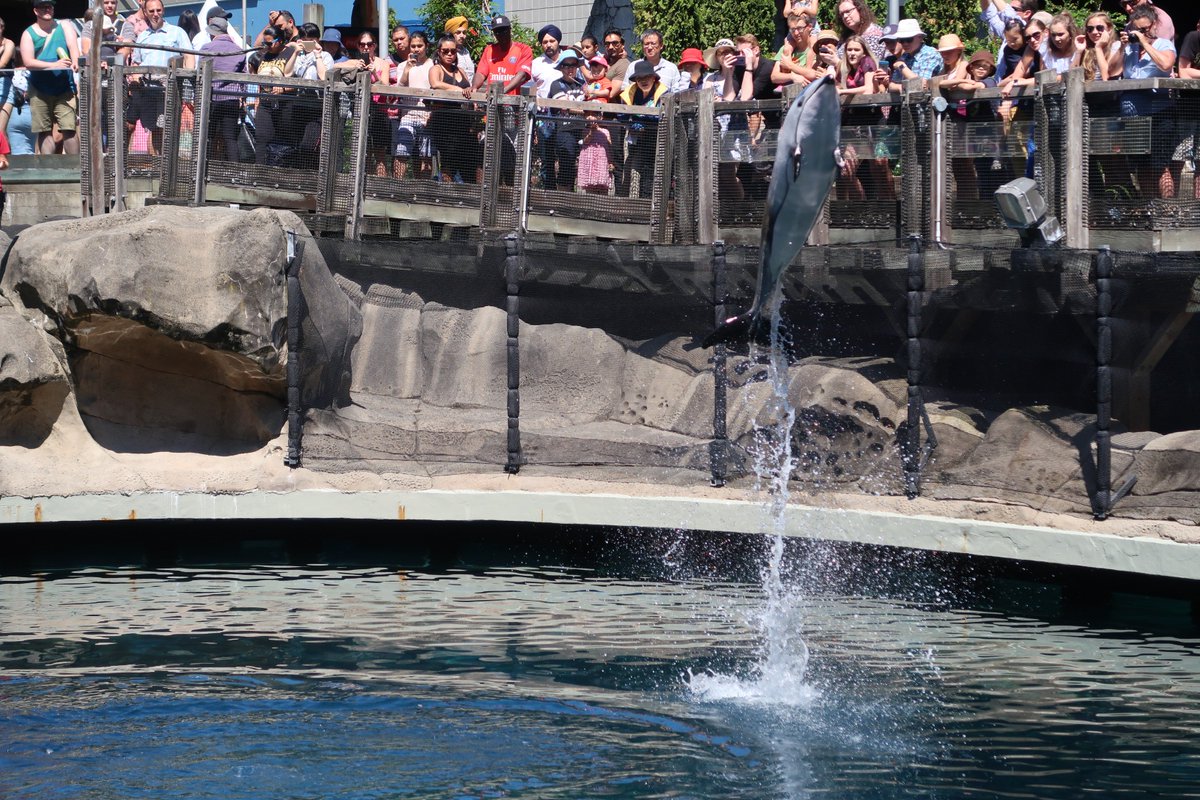 LatentLogic's tweet photo. @vanaqua Here's a fun image of Helen the dolphin rushing around her tank (plus jumps and fish juggling as well) from last weekend. https://t.co/L35zogdQfE