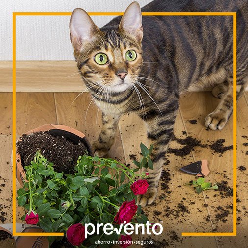 PreventoSeguros's tweet photo. Conoce los beneficios de tener un #Seguro de Responsabilidad Civil para prevenir posibles gastos generados por ti o tu familia al causar accidentalmente daños a terceras personas: https://t.co/rymU0DeLBd
#Prevento https://t.co/9xpe3s5b1e