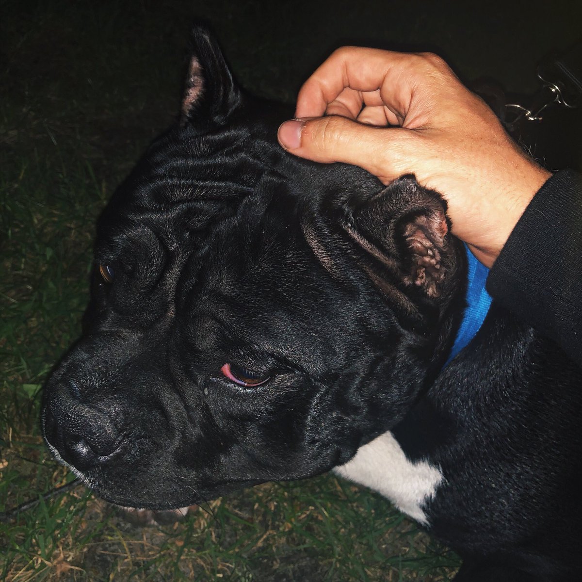 NickMGrossi's tweet photo. oh and of course can’t forget about Sosa 🖤😇 #Pitbull #dogsoftwitter #trapdog #dopedog #MTVHottest https://t.co/ZWYk7Euqyy