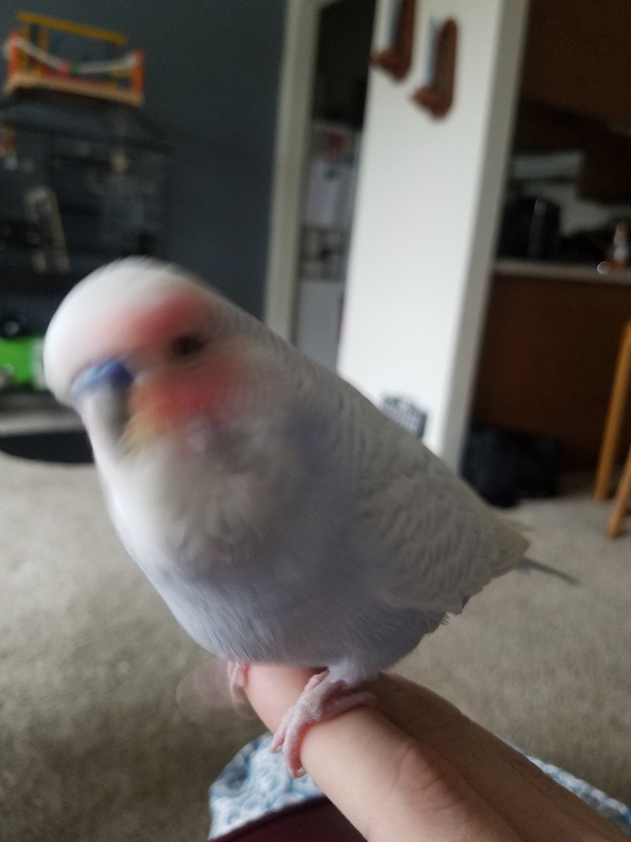 Nimbus_Budgie's tweet image. Who wore it better? #TeamBowie #TeamNimbus