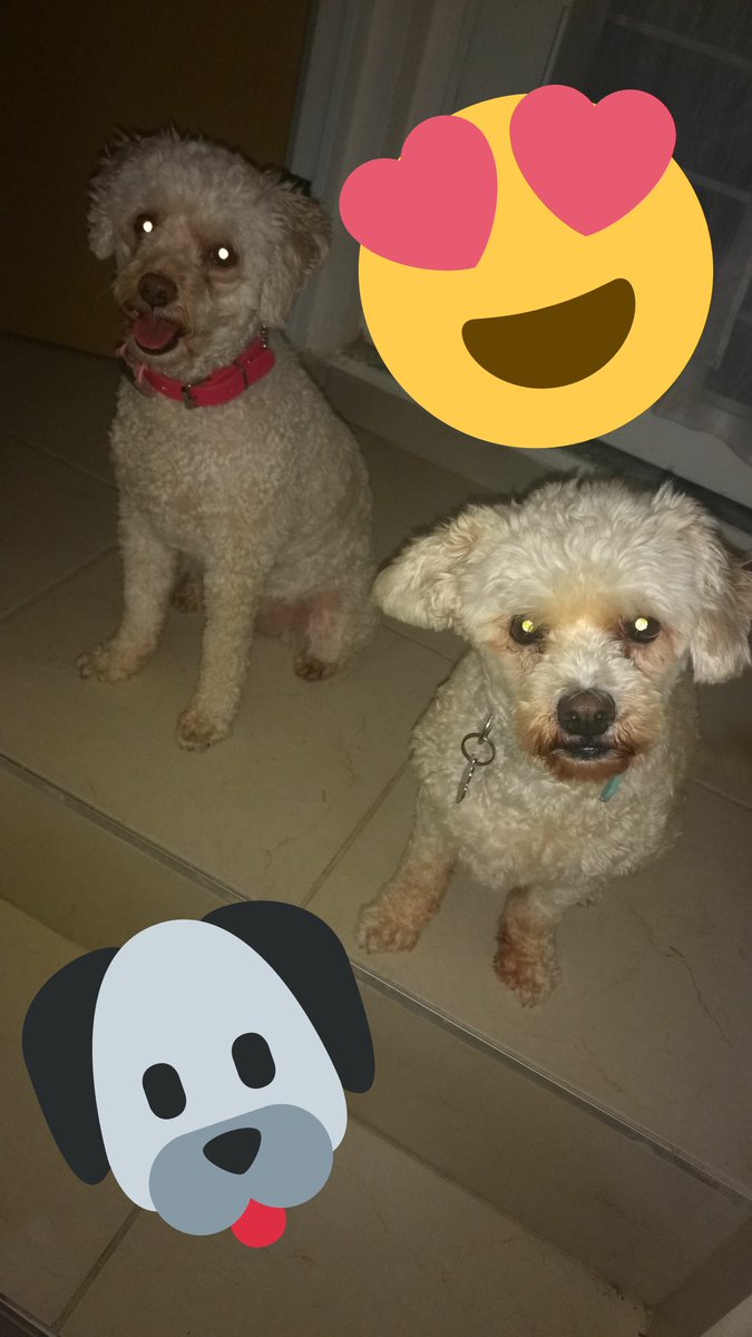 Mireyitap's tweet photo. Hoy es su día también 💙💜#DiaMundialDelPerro #Candy 💜 #Chikle 💙 #DogLover https://t.co/yNLFK3OREu