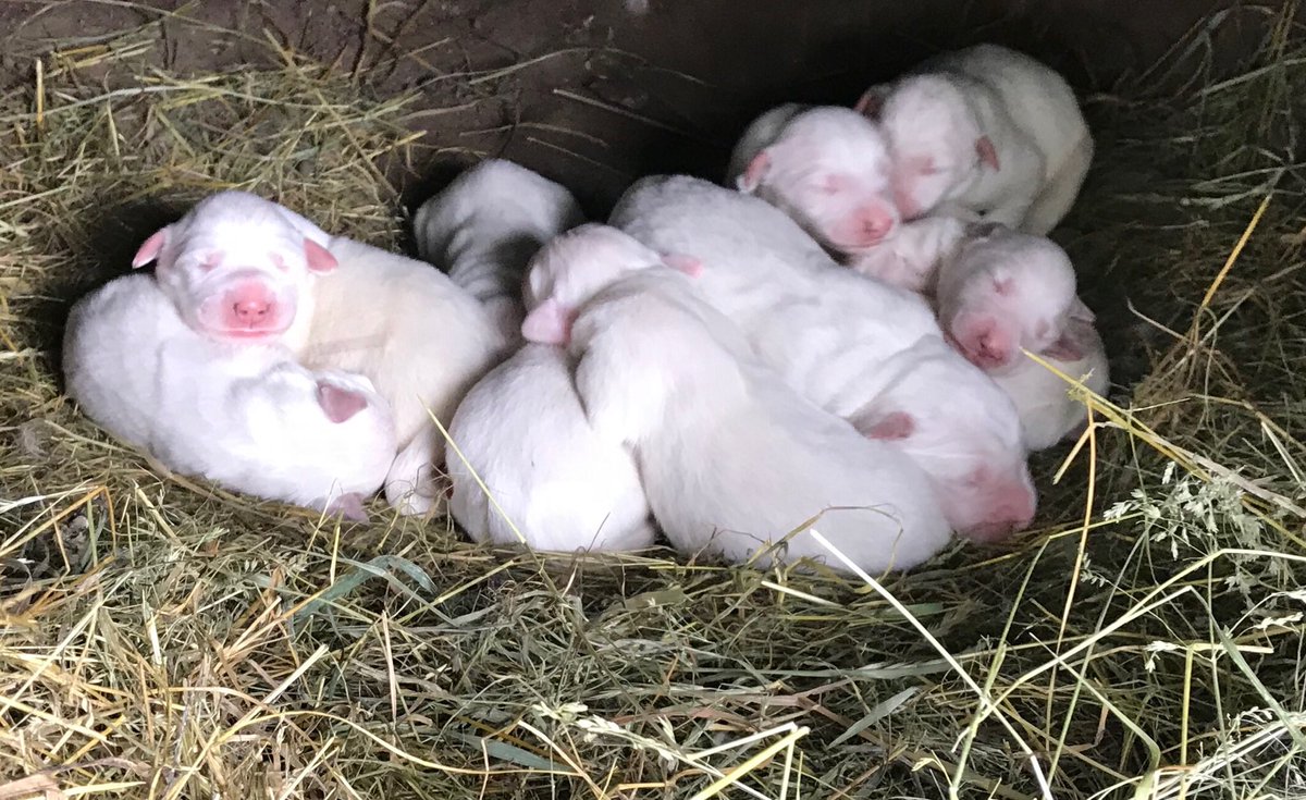 hidalgo_ed5's tweet photo. Our pup had puppers. Dolla make ya holla lmk if anybody’s looking for a pooch https://t.co/SC87N4vgxb