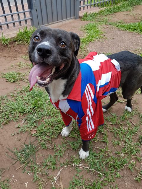 ABCDigital's tweet photo. [ESPECIAL] 🐕 Una historia que conmueve:

🙋‍♀️ Edith cumplió su promesa y hoy sostiene, por sus propios medios, dos albergues con más de 35 perros rescatados de las calles.  

https://t.co/TBx04KkkUC https://t.co/nnJhUi4aL7