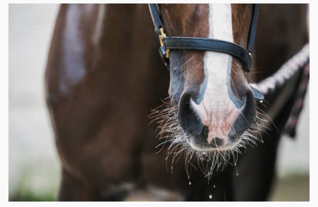 VERO Equestrian tweet media