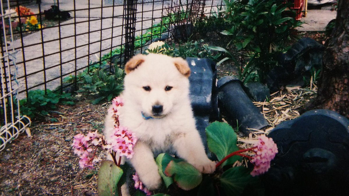 もい A Twitter しろくまちゃん いぬっころ 犬
