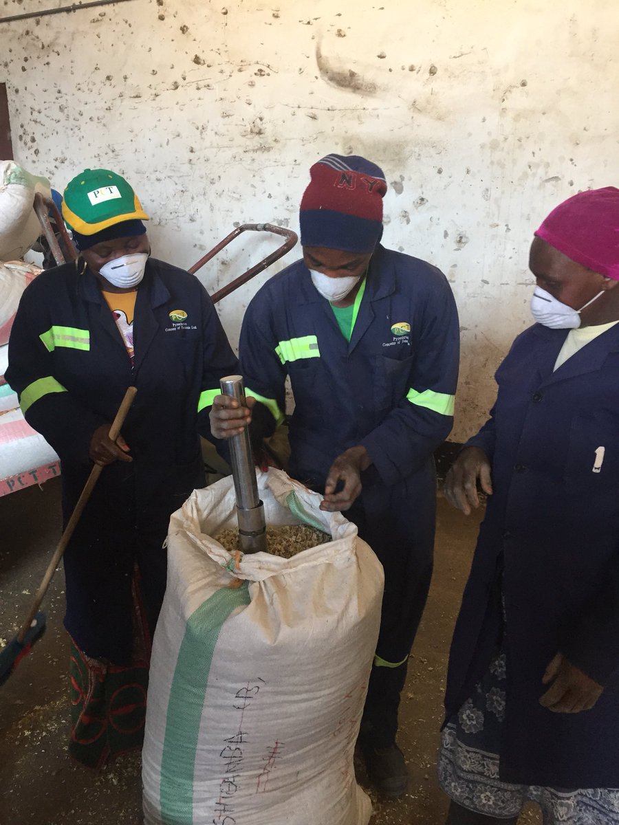 DKAmbTanzania's tweet photo. Excited to learn that #Tanzania is the 2nd largest producer of Pyrethrum extracted from flowers for #organic #pestcontrol. 2000 tons of flowers produced every year &amp; still increasing in the Southern Highlands @SAGCOT good social crop harvested 9 months a year giving steady income https://t.co/9GBxC6DT0X