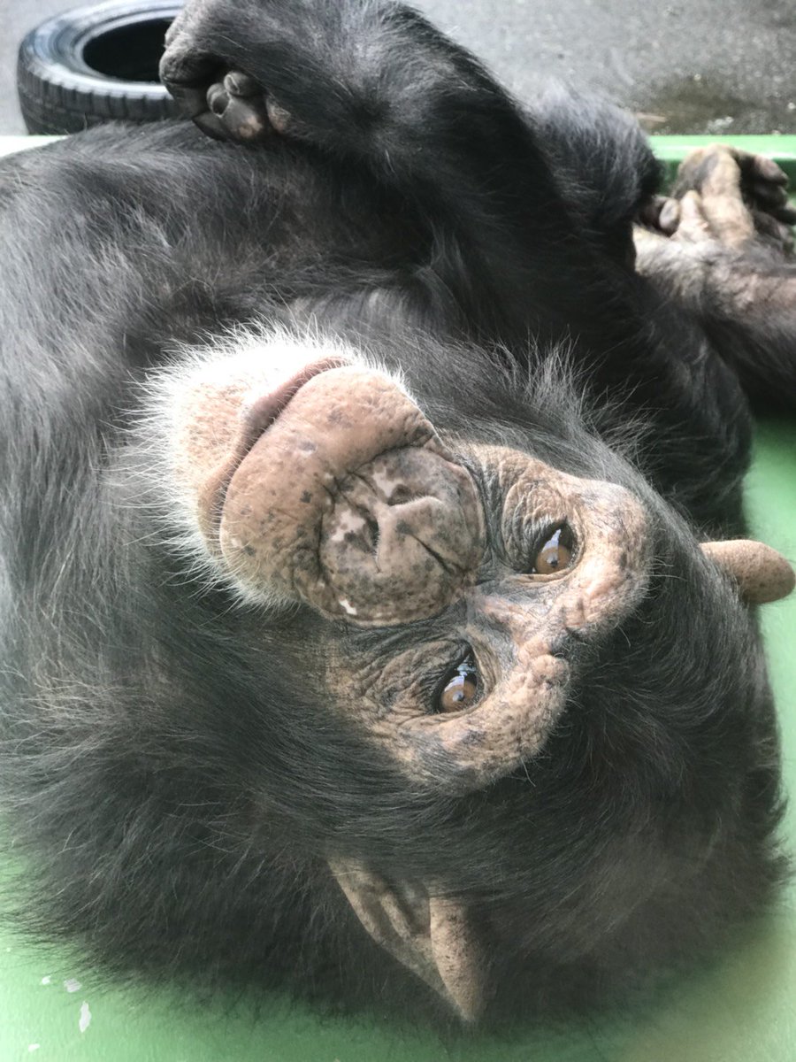 伊豆シャボテン動物公園公式ツイッター on X: 