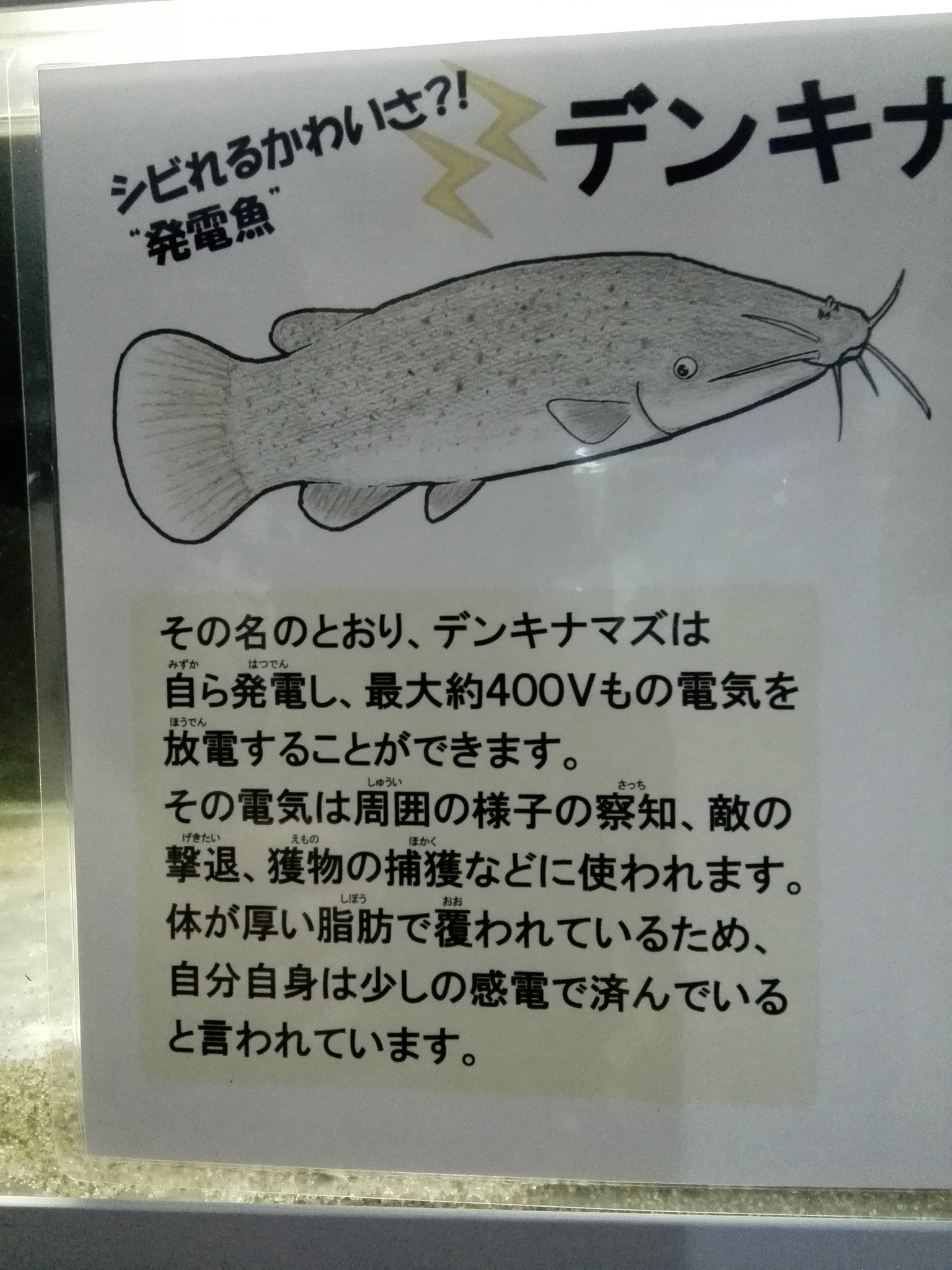 Mugikami コミケc99 30日 当選しました ソラムニア騎士団 A Twitter 電気ナマズも居たんだけど 写真が破損してたので イラストのみup 可愛いイラストと 細かい解説がタワ水の魅力の一つです 東京タワー水族館 電気ナマズ ナマズ T Co Q8ovgjmjol
