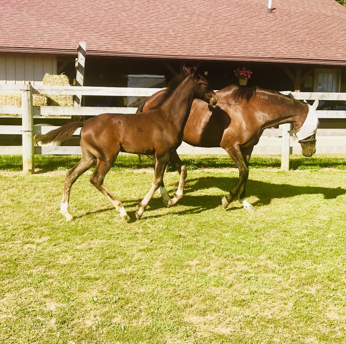 dawndeaton1's tweet photo. This girl is huge!!!i cannot wait till she’s ready to break😍😍 #popshouse #gheeshousebaby https://t.co/Hz1k3PpiTF