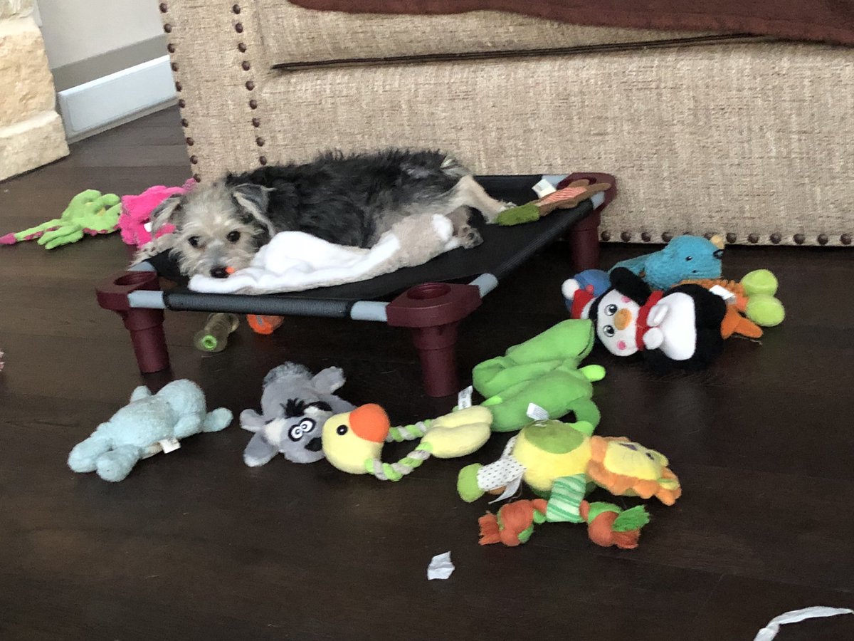PetalsPost's tweet photo. My mom says that I remind her of my aunt @Ami_Marisol I live in “organized chaos.”  I know where all my stuffies are now. 🐾❤️🐶 @Ami_Marisol https://t.co/WJhe39VgJ1