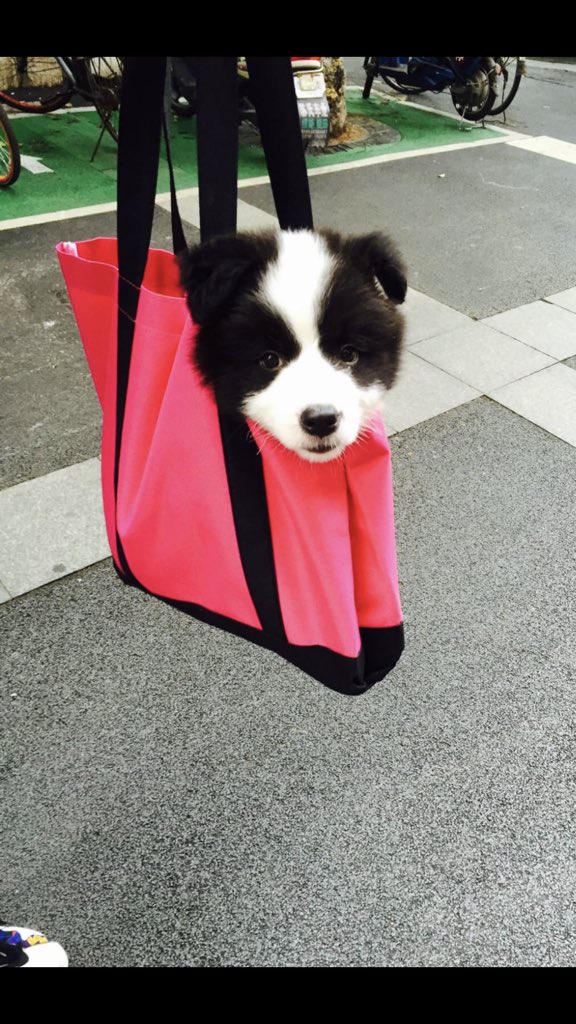 WenxinWu2's tweet photo. Hi🐶 https://t.co/dFTWEV17cr