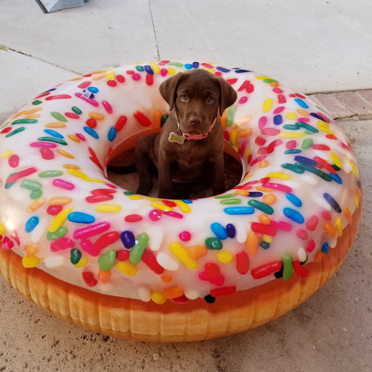 MicahPersell's tweet image. #ChocolateLab #puppy in a #DonutFloat
My life is now complete.