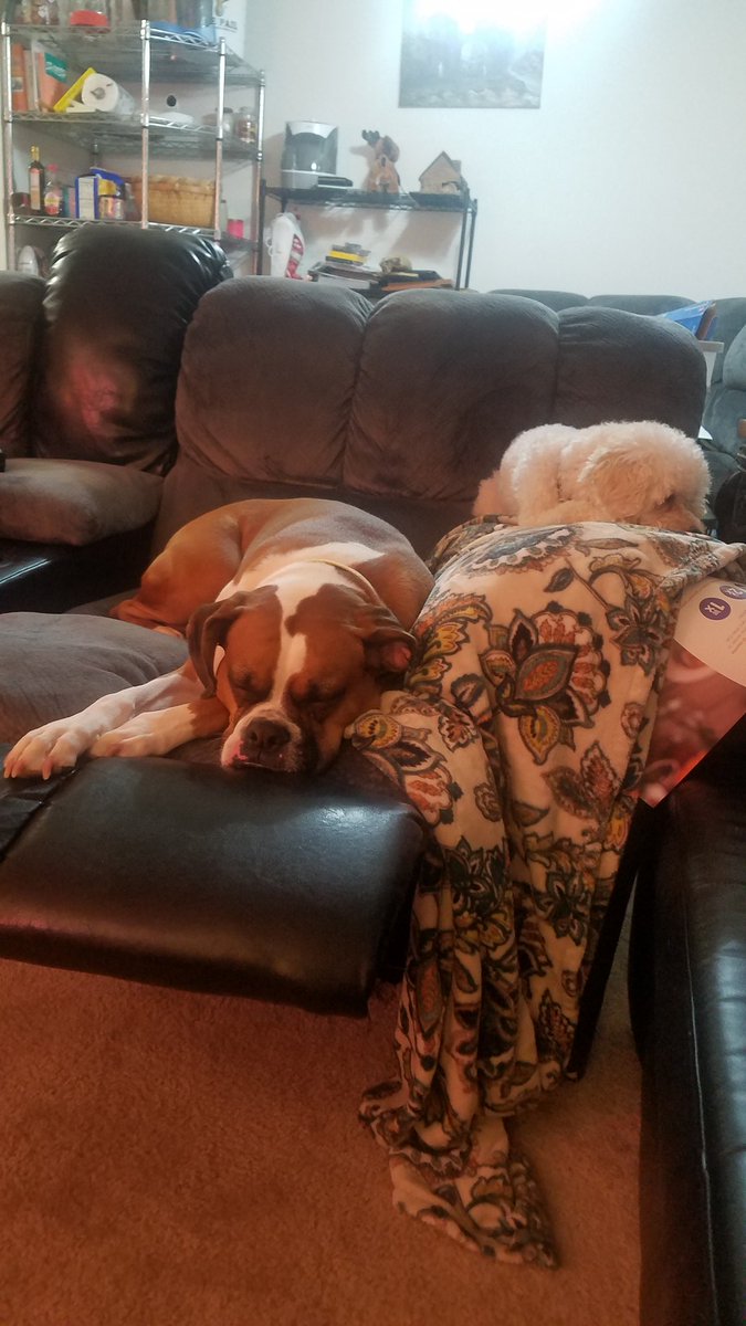 ShMcD82's tweet photo. Snoring away and we love it #Boxer #boxerdog #boxersofinstagram #boxerlove https://t.co/FKgsYAcP0k