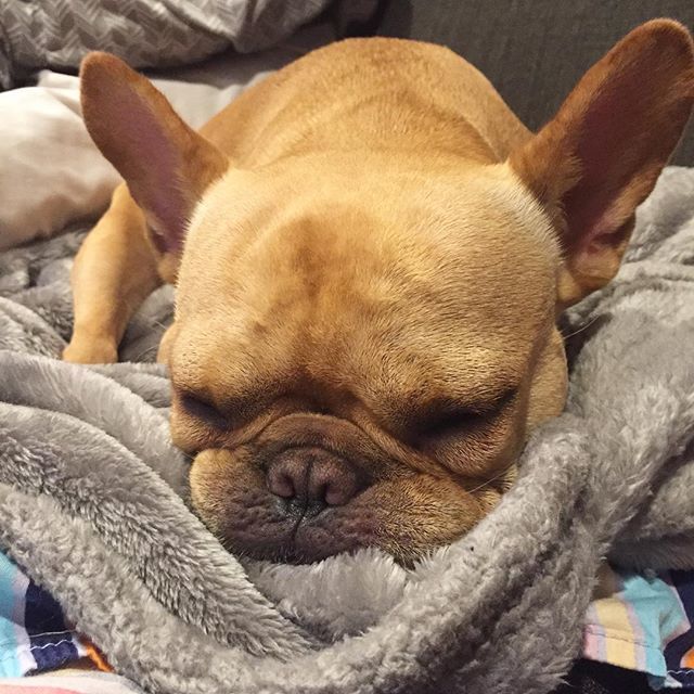 It’s been a busy weekend! ⁣😴

#vinceCincy #frenchiecute #dogsofCincy #icanteven #srslycute #rspets #clpets #bhgpets #thedogpeople #fortheloveofpets #frenchie_photos #frenchies1 #frenchiegram #frenchiephotos #french_bulldogs #frenchbulldo… ift.tt/2uEFxXI