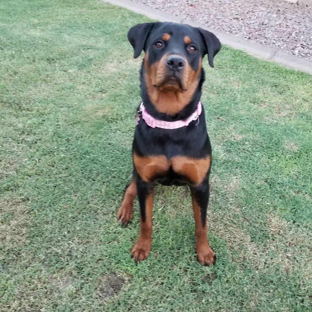 cher_harle's tweet photo. Happy 9 month birthday, Kalei! πβ€ #rotty #rottymommy #Rottweiler https://t.co/acfJ0N5faM