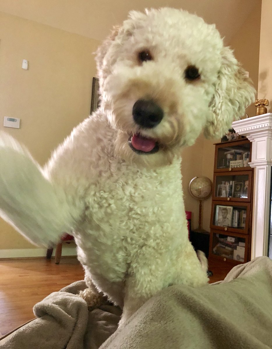 AllisonThomasSC's tweet photo. #yeahthatdoodle #goldendoodlesoftwitter https://t.co/8V0FZxIZRn