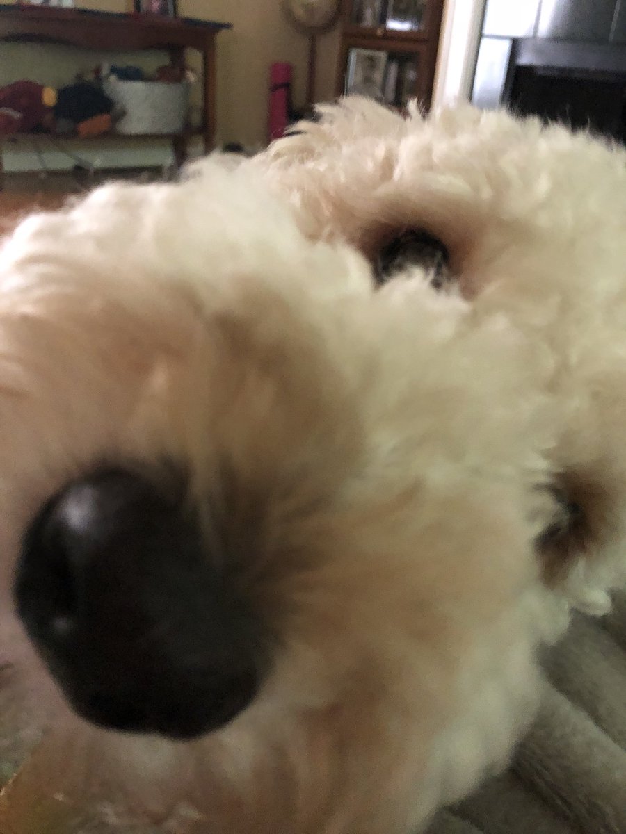 AllisonThomasSC's tweet photo. #yeahthatdoodle #goldendoodlesoftwitter https://t.co/8V0FZxIZRn