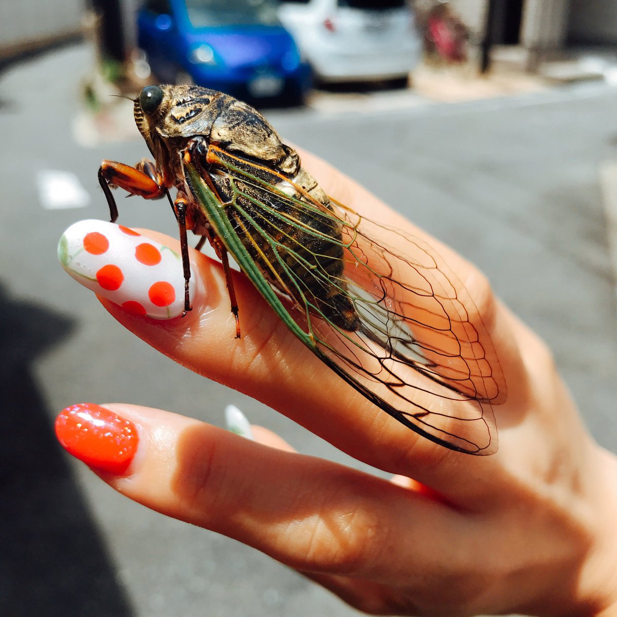 夏陽りんこ かわいすぎる セミだいすき 虫 虫好き セミ