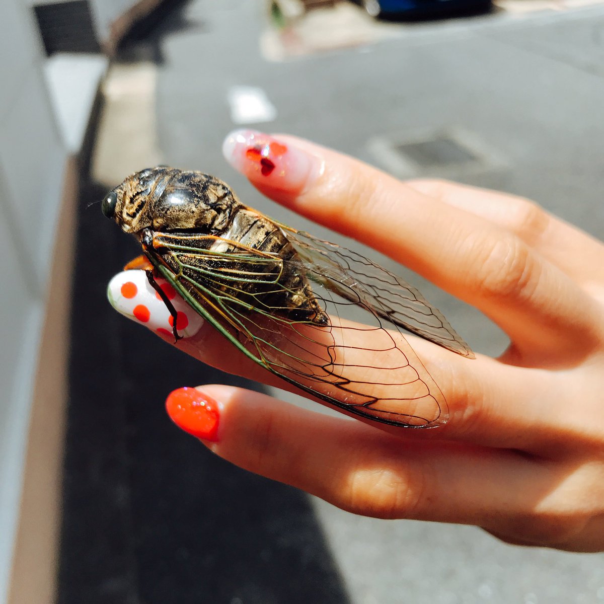 夏陽りんこ かわいすぎる セミだいすき 虫 虫好き セミ