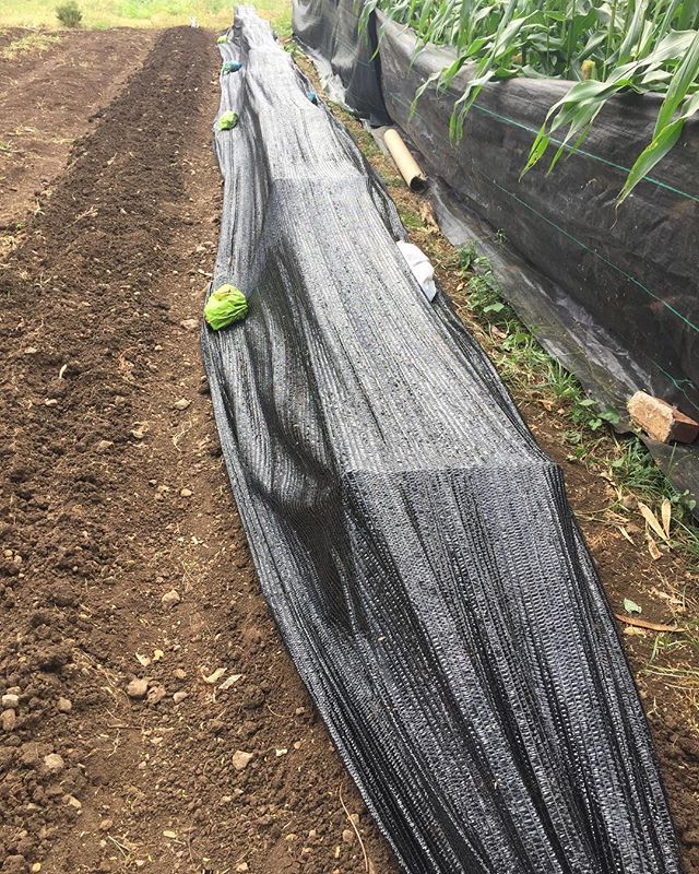 maliafarms's tweet photo. 07.21.2018
Turnips under shade cloth in bed 11. Should help with germination.
#GoFarmHawaii https://t.co/kXRuTkim28 https://t.co/iMS7dtoUop