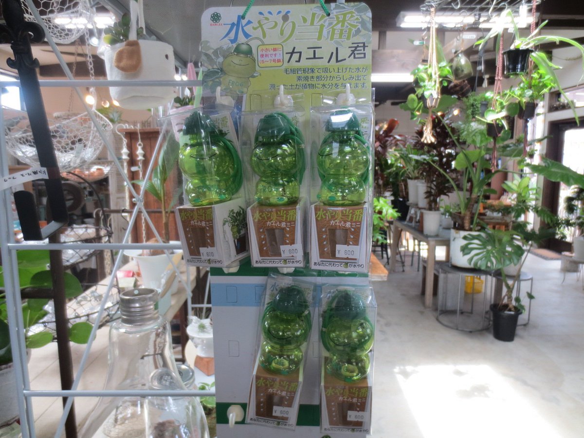 gm_guminoki's tweet photo. ども、僕です。みっちーです(^^)/
今日は便利雑貨のご紹介です。
旅行やお留守の時にあなたの代わりにお水をやってくれる素晴らしいアイテム!
自動給水「水やり当番カエル君」販売しました。
一週間ほどの家のお留守に大活躍です!\(^o^)/
#グミノキ #武雄 #佐賀 #guminoki #自動給水 https://t.co/xRVuW5te6p