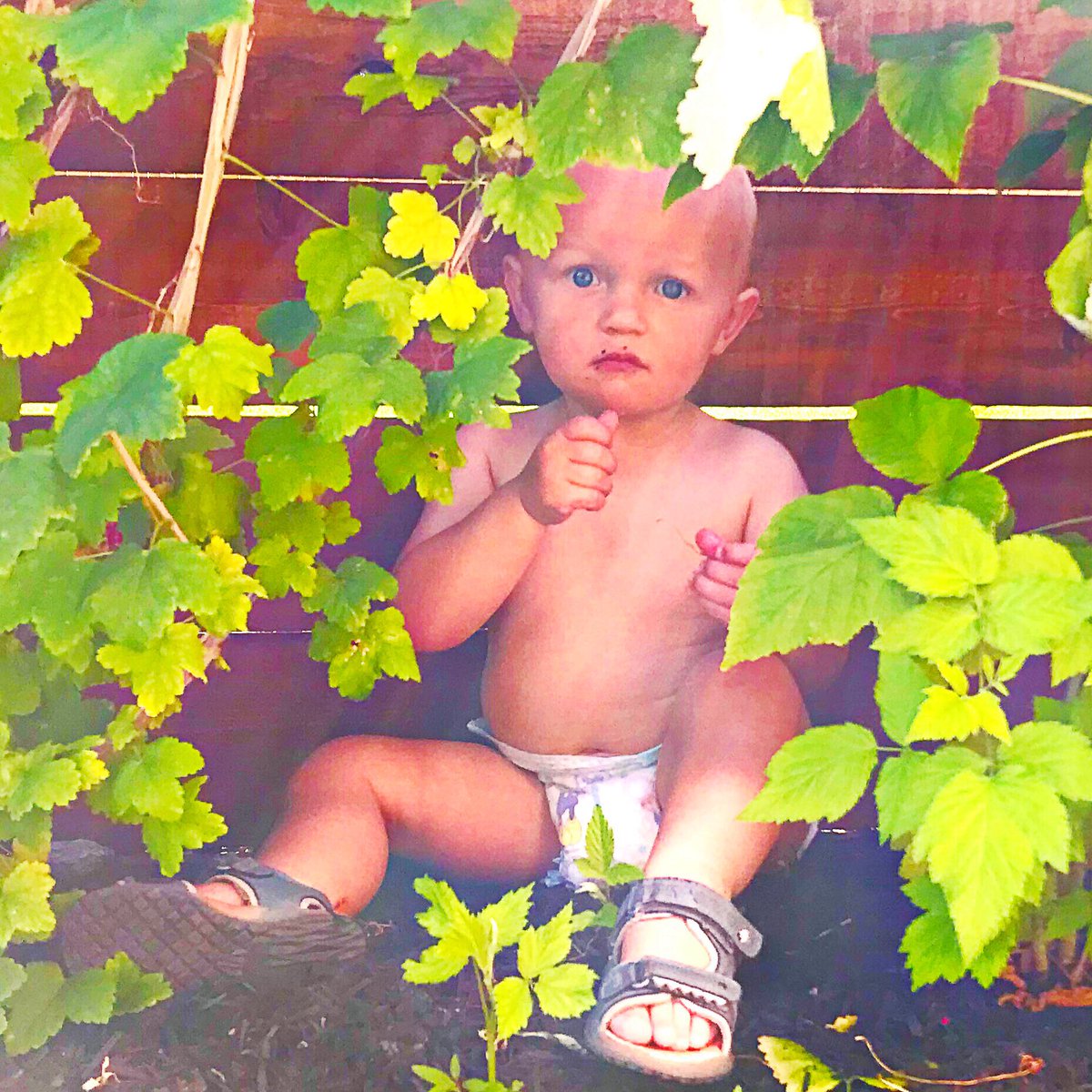 LeahWestMusic's tweet photo. In the garden, eating raspberries 🍓
Dans le jardin, il mange des framboises 🍓
#babyboy #aedyn #blu #raspberries #garden #jardin #framboises #framboise #okanagan #fruit #blueeyes #cute #cutebabyboy #toddler #inthegarden #secretgarden #vines #leaves https://t.co/sIkhlw6Und