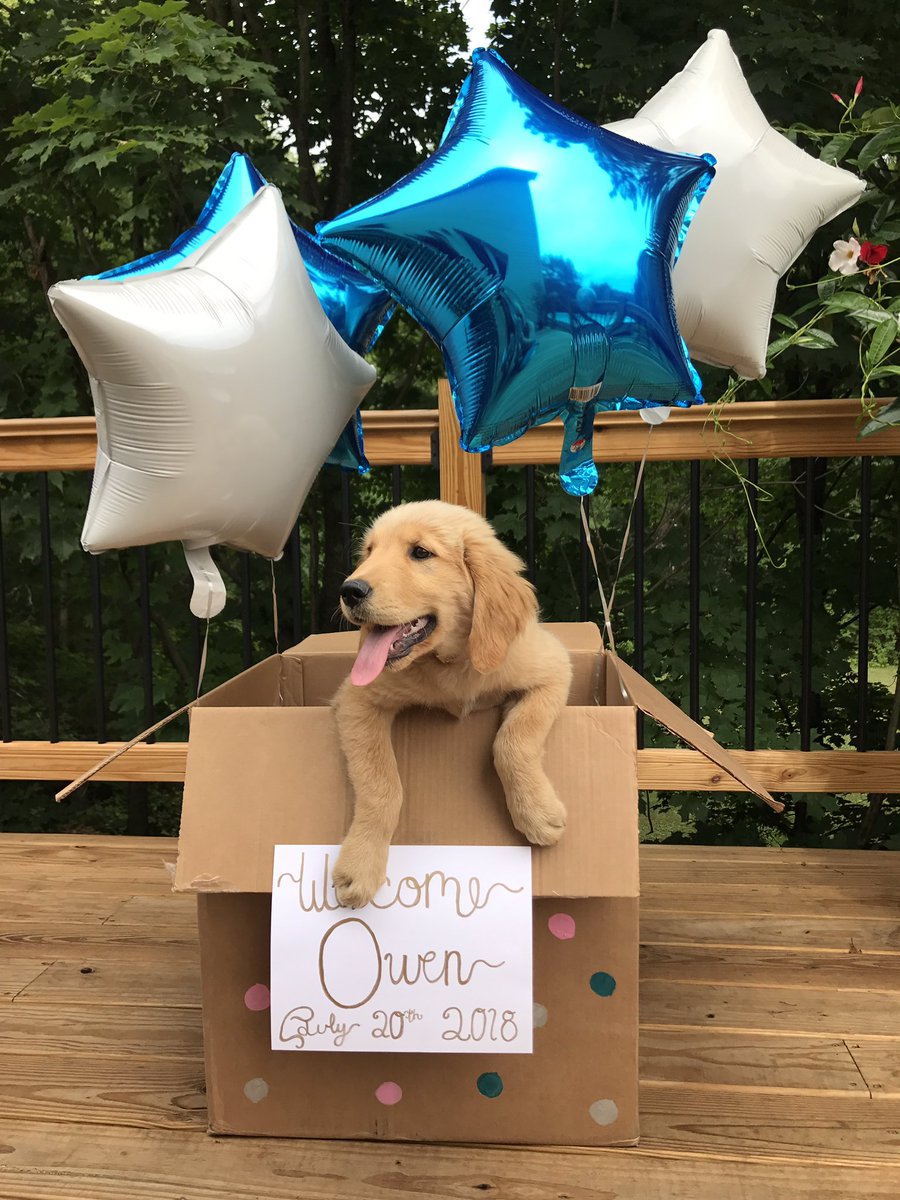 beth_allred's tweet photo. it's a boy!! i love you owen😍❤️ https://t.co/swSMSW5jJm