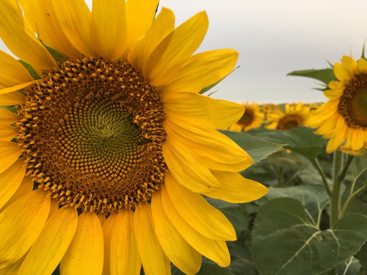 taylorkoetler's tweet photo. #scout18 #mbag #sunflower https://t.co/te7XH9pqi7