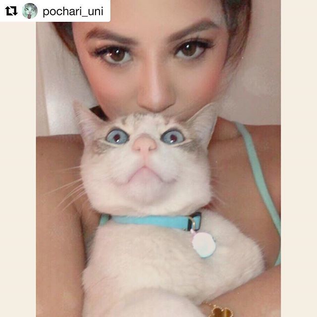 Selfies4Storm's tweet photo. Adorable @pochari_uni 😻😻 #selfies4storm #catmeowdels #kittenfeatures https://t.co/BNaRaFAJX9 https://t.co/6PoxaisWzo