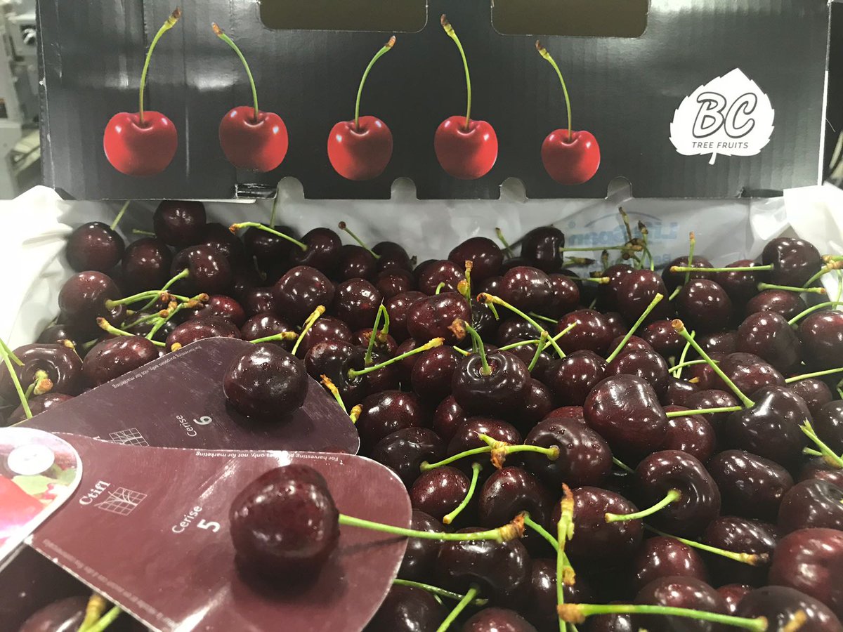 CherrySnobs's tweet photo. Beautiful BC cherries tonight
#bcgrown #canada #cherry https://t.co/KnE3yCnwog