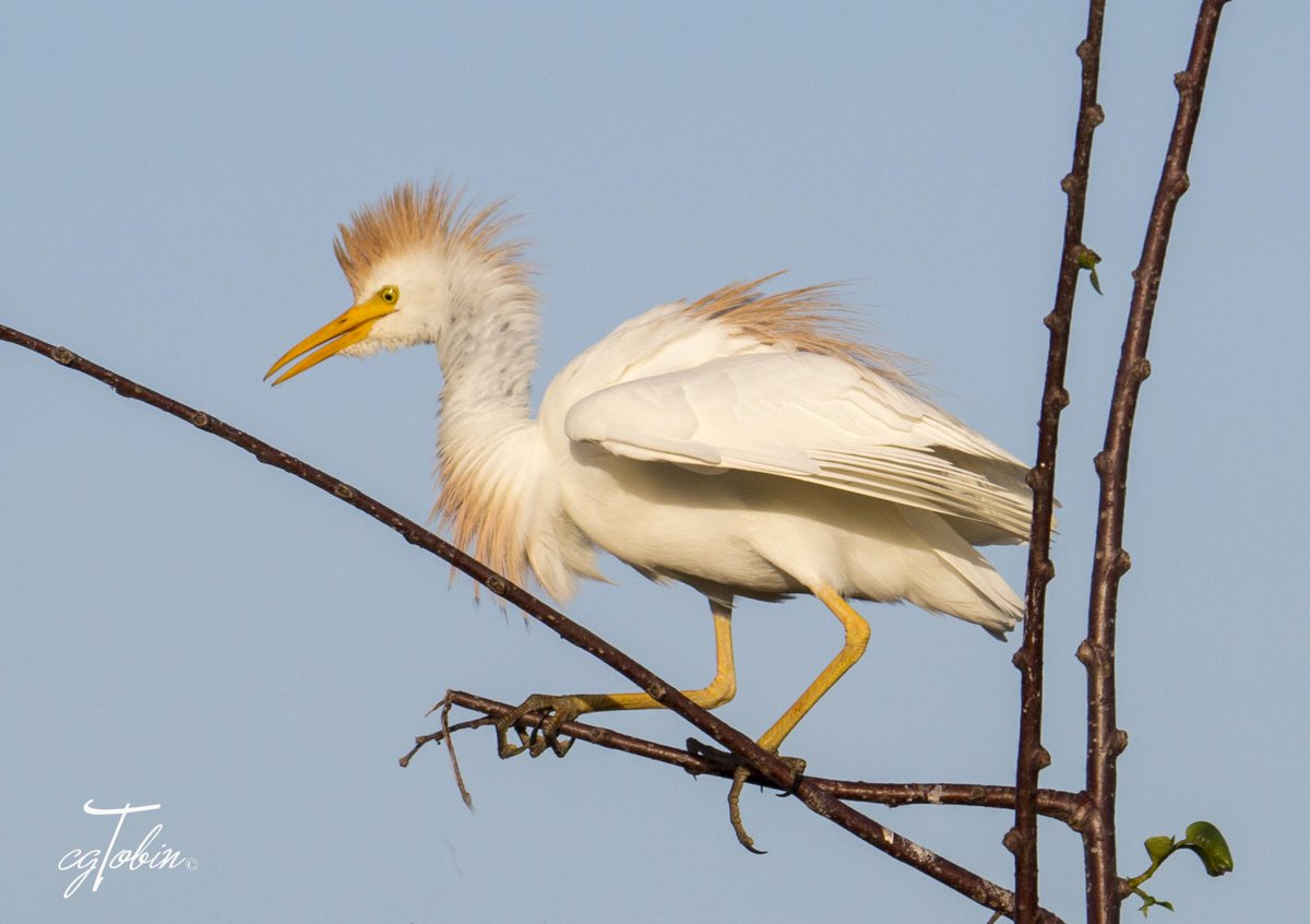 smartwoman123's tweet photo. Out on a limb...
#birds #egrets #cattleeggret #breedingcolor https://t.co/utbonlVM39