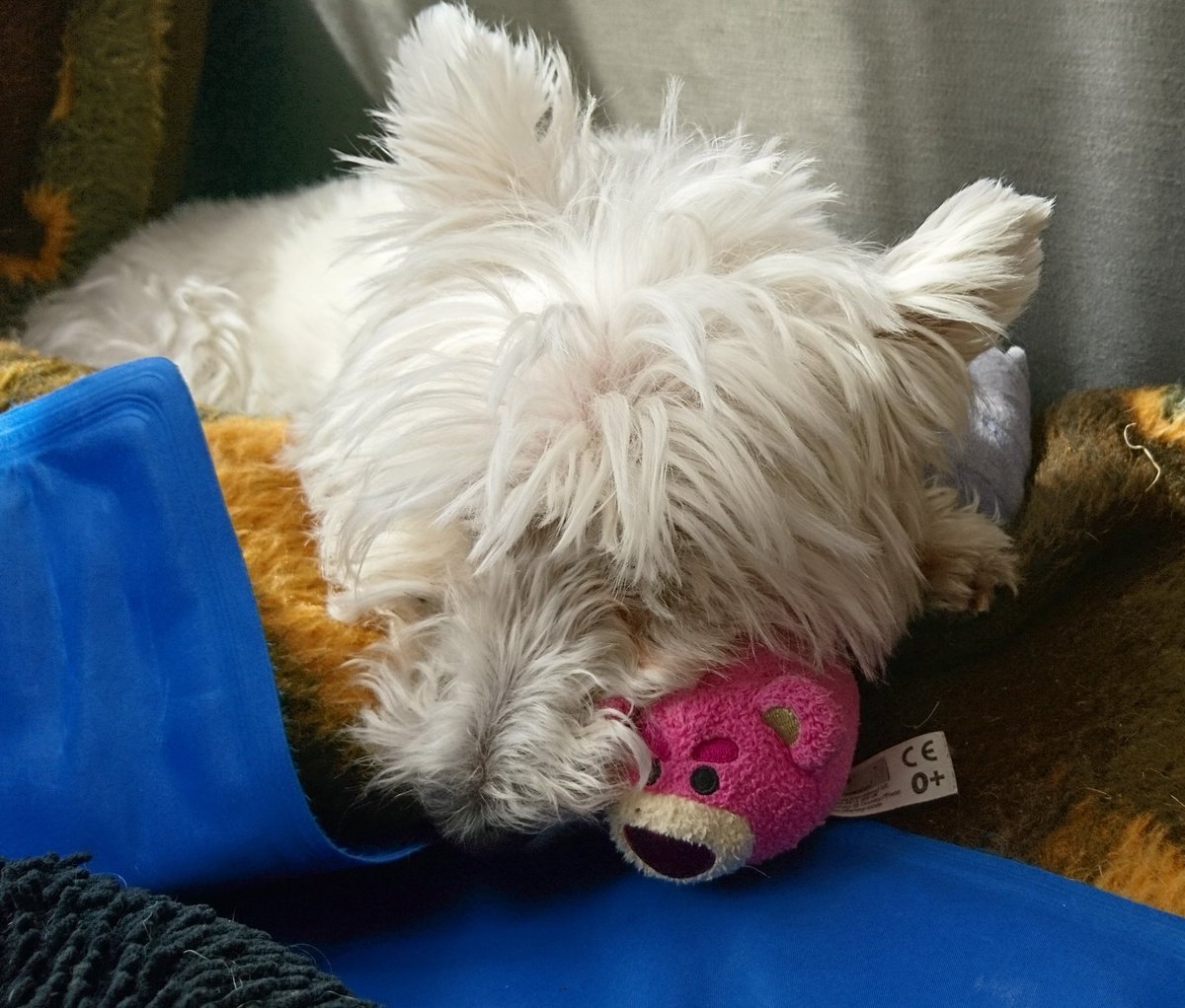 Climbkt's tweet photo. Interesting choice of pillow #smalltoy https://t.co/ChzRf826b9