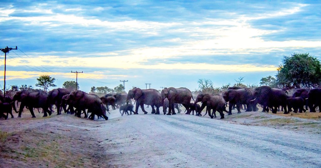 Eastern Okavango Panhandle, Botswana, on elephant movement corridors, officially protected for elephant families and herds to move through the villages, free from future development. About 400 elephants crossed in 20 minutes at dusk! Thanks to @Ecoexist and @BWGovernment!