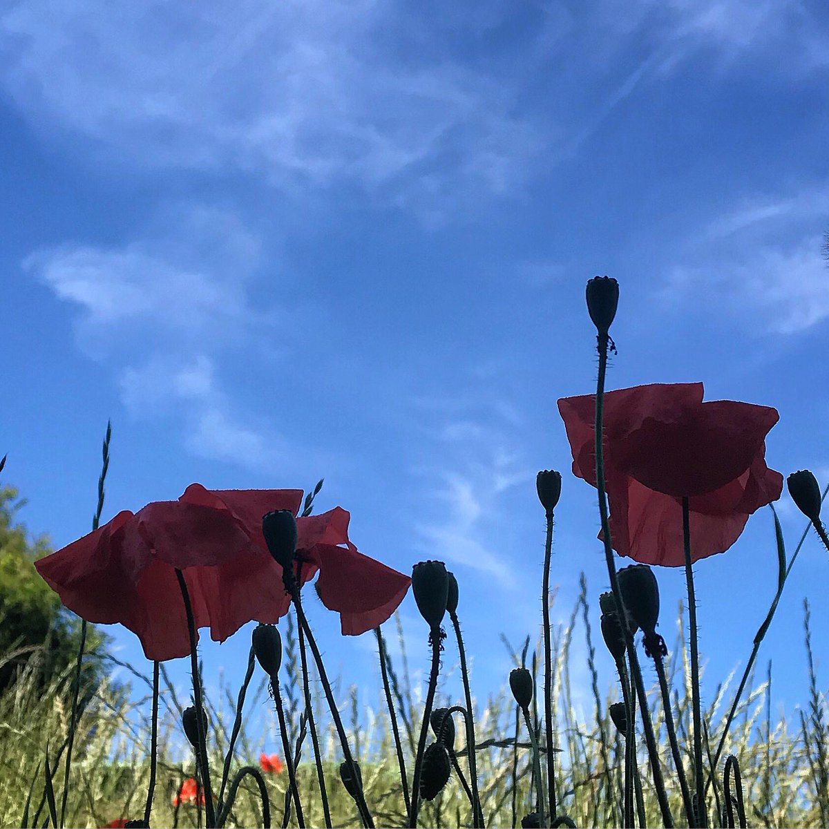 Red poppies and couch grass.  The poppy is great for treating anxiety and insomnia.  The couch grass is a top medicine for urinary problems. 
#Blighty #bushcraft #somerset #getoutside #education #outdoors  #medicine #hedgerow #keep #your #eyes #peeled #id #poppy #couch #grass