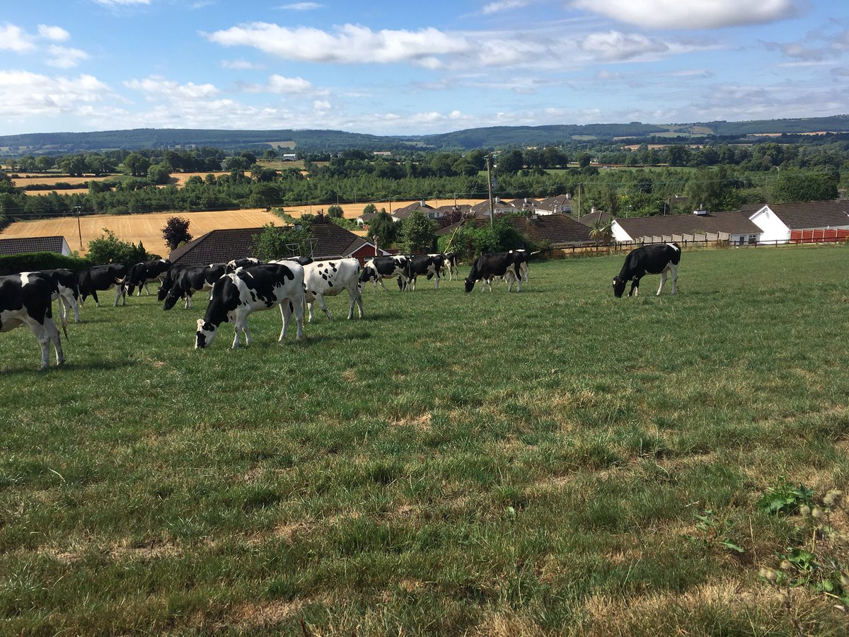 Brklydairysol's tweet photo. Fresh bite for the ich too #sundaymove #slimpickings #teamdairy https://t.co/GoLhotHLhx