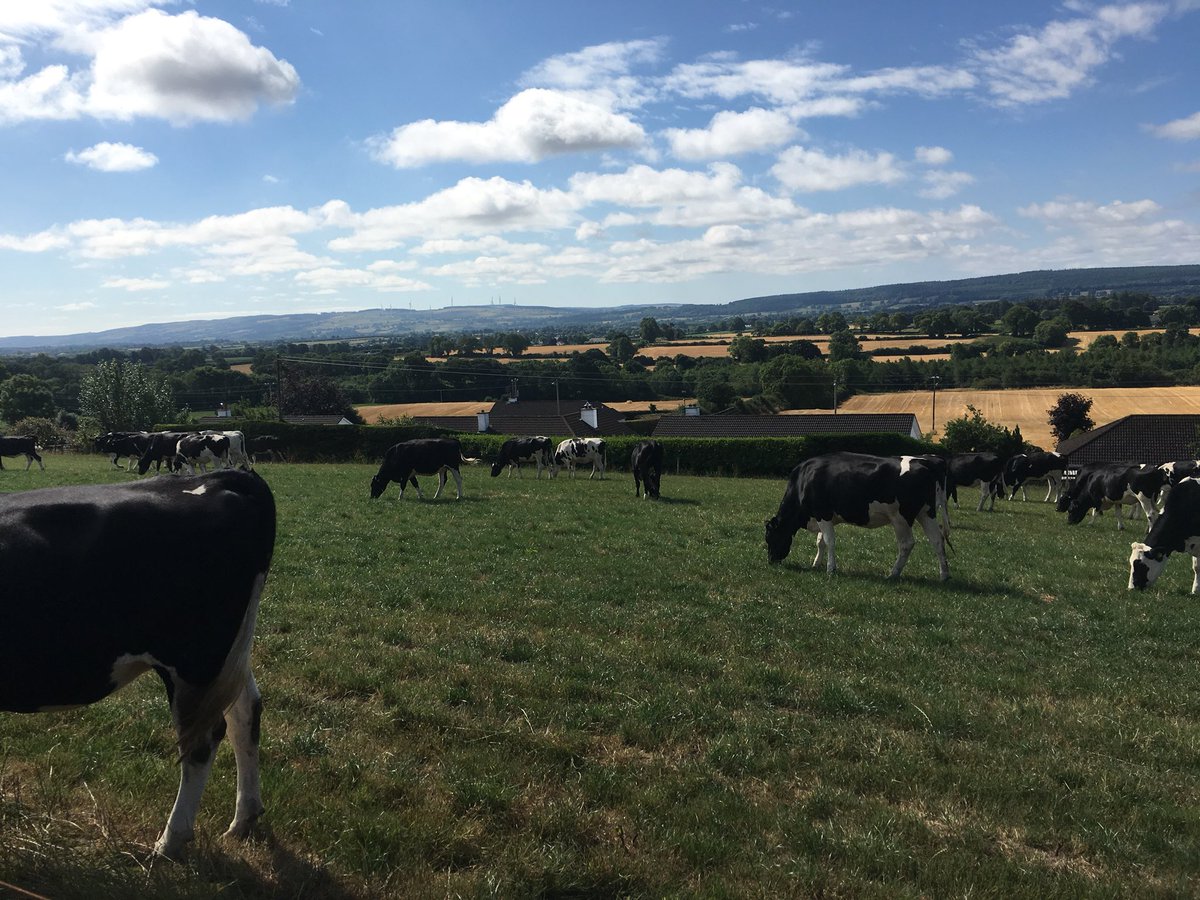 Brklydairysol's tweet photo. Fresh bite for the ich too #sundaymove #slimpickings #teamdairy https://t.co/GoLhotHLhx