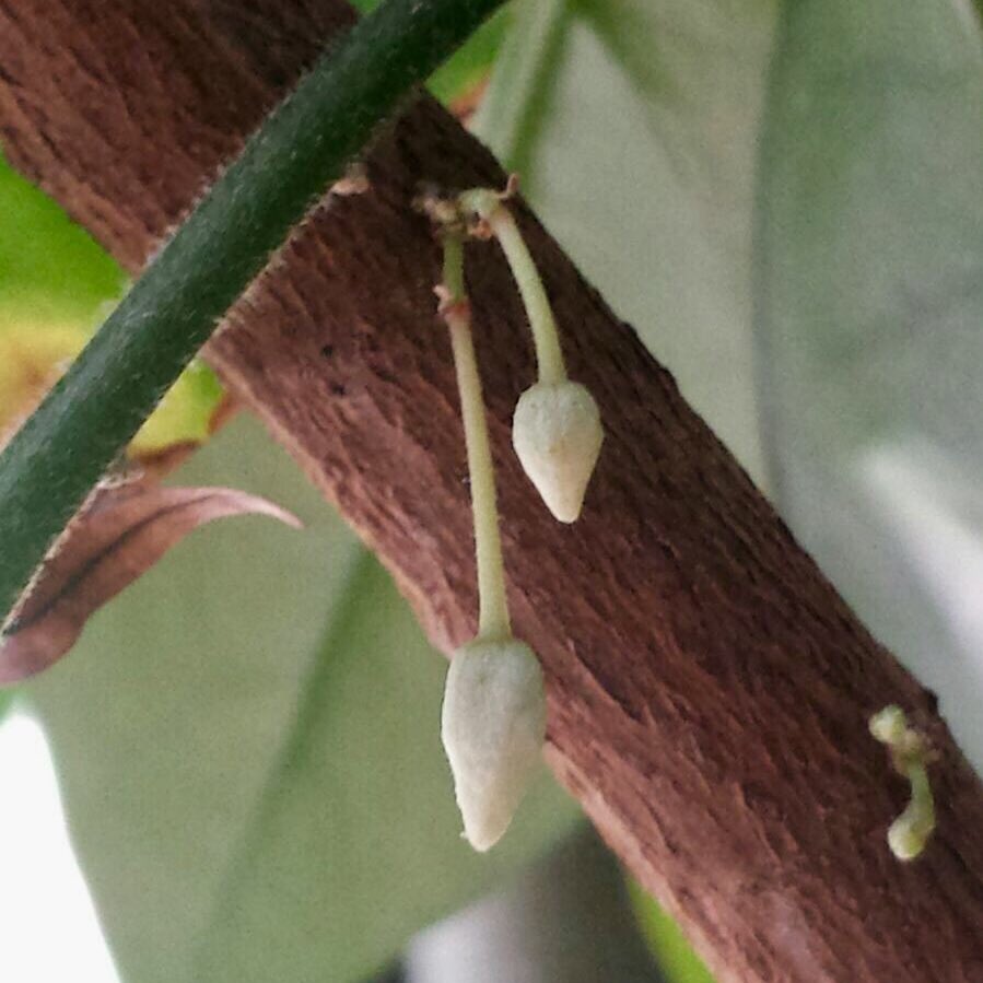 hazel_choc's tweet image. My #Cacao tree’s first flower buds 😍🌱🌸🍫🙏🏼 so exciting!! #CacaoTree #CacaoLove #CocoaTree #ChocolateLovers