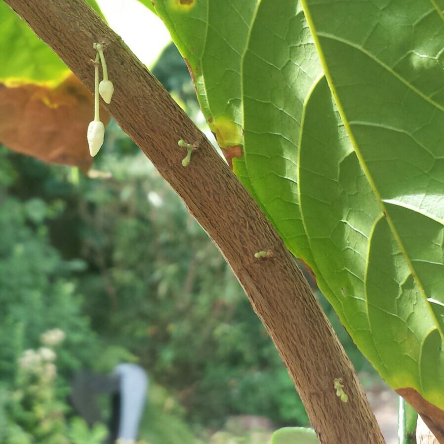 hazel_choc's tweet image. My #Cacao tree’s first flower buds 😍🌱🌸🍫🙏🏼 so exciting!! #CacaoTree #CacaoLove #CocoaTree #ChocolateLovers