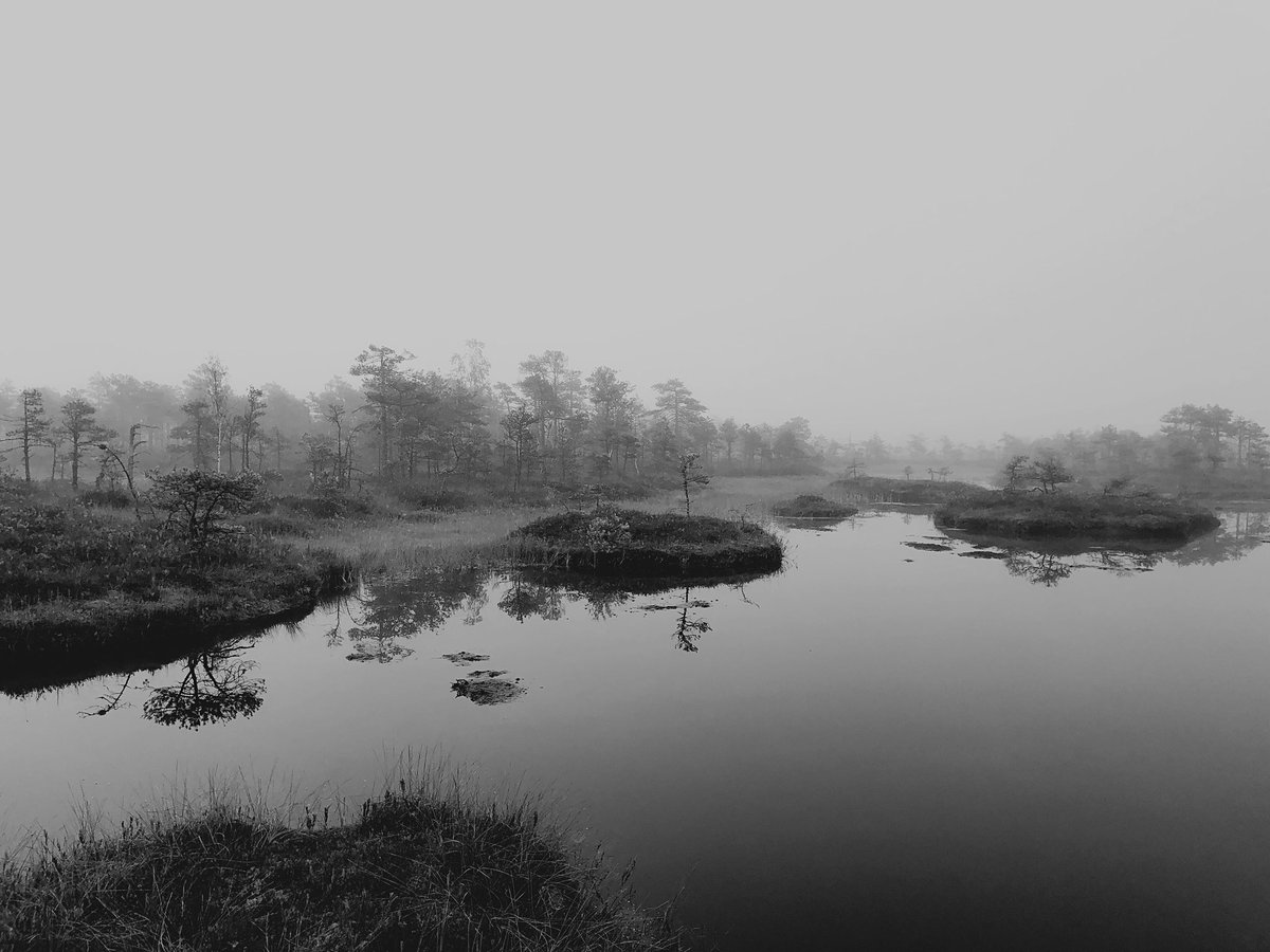 remokuningas's tweet image. One of the bog ponds in Männikjärve bog in Estonia

#bog #Travel #morning #fog #estonia #eesti #natgeo #landscape #peaceful #blackandwhite #reflection #summer