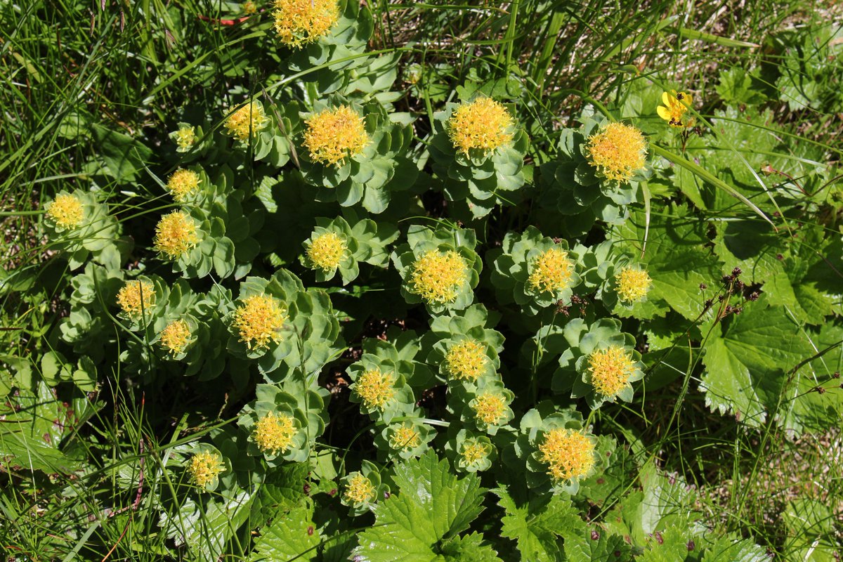 Rhodiola rosea, la plante riche en #antioxydants &amp; #nutriments ayant un rôle d’#antistress oxydatif. ➡ goo.gl/2sn1a6 <a href="/Lt_Laboratoire/">LT Labo</a>