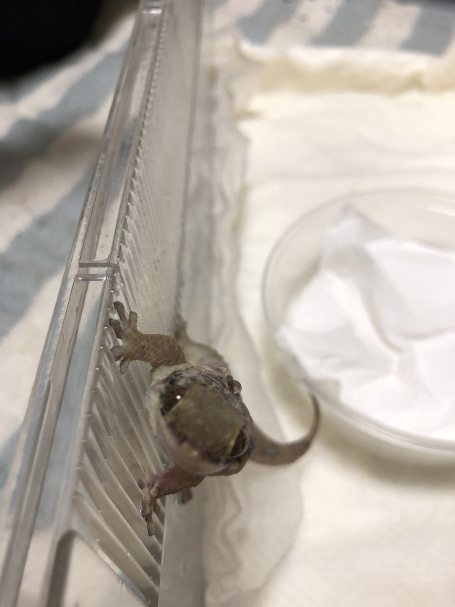 肉球和哲 ハチクラさんで諦めていたオオバクチヤモリをお迎えしました レオパは某昆チューバーさんの誕プレに あ インディスの次の週末関西に行きます 笑 爬虫類倶楽部 レオパ オオバクチヤモリ